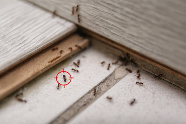 Best Cockroach Control Services  in Riverside, IA