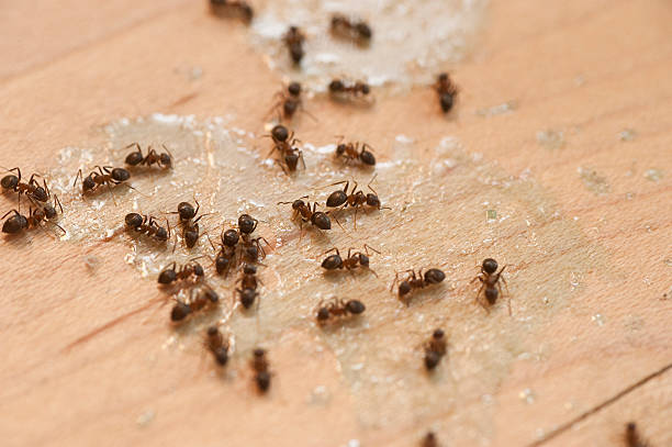Best Bed Bug Extermination  in Riverside, IA