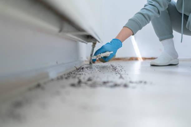 Best Flea Control Services  in Riverside, IA